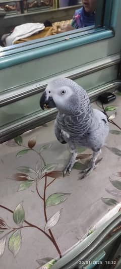 Grey African Parrot for sell