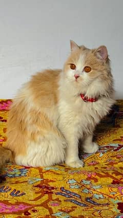 Persian