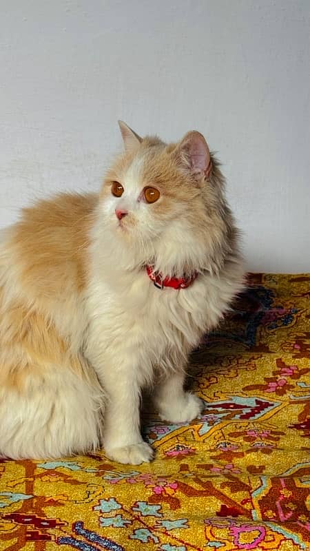 Persian cats 2