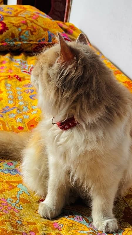 Persian cats 3