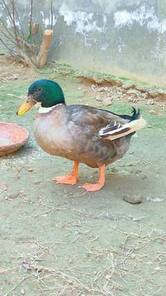 Male Healthy Duck