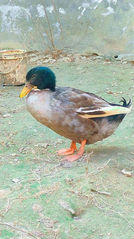 Male Healthy Duck 1