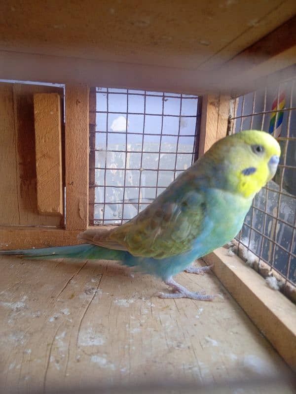 Budgies Rainbow Male 0