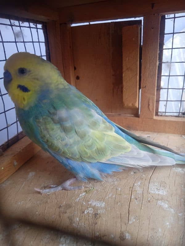 Budgies Rainbow Male 1