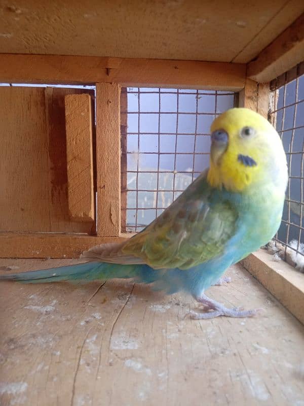 Budgies Rainbow Male 2