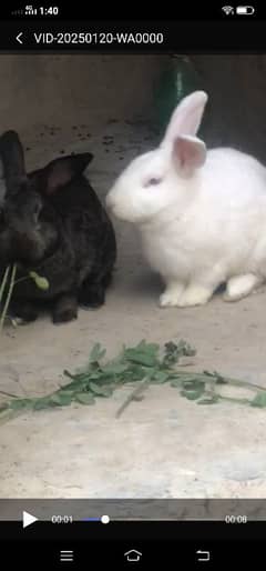 anghoora rabbit cross big size rabbit pair