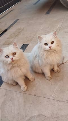 Persian cat pair