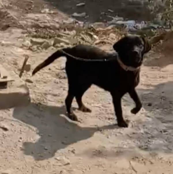 Labrador female for sale 0