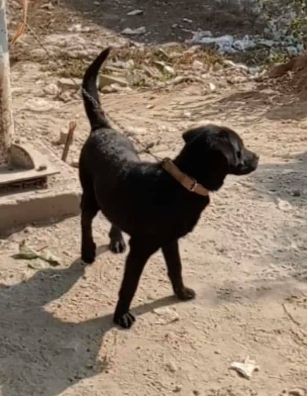 Labrador female for sale 2