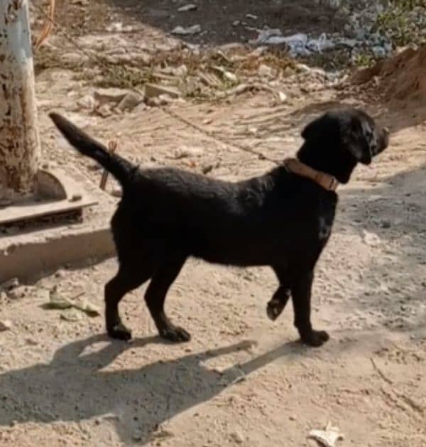 Labrador female for sale 3