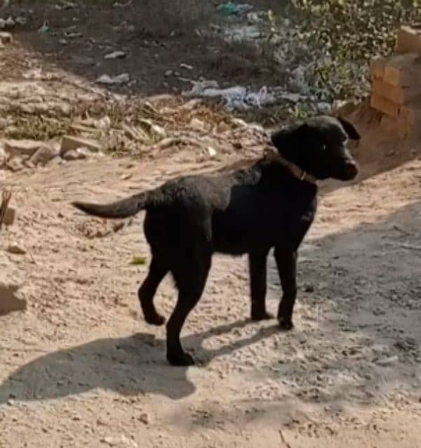 Labrador female for sale 4