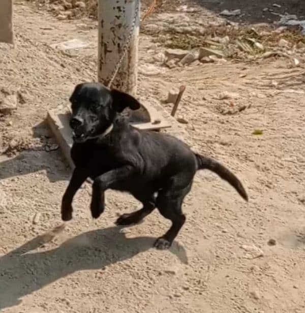 Labrador female for sale 5