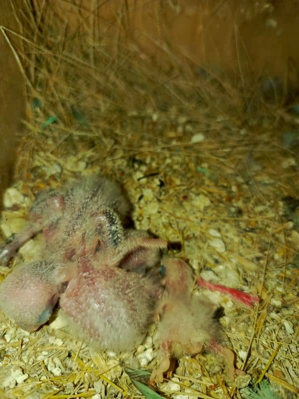 breeder pairs eggs chicks k Sath 2