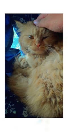 Persian male for sale heavy furr long coat