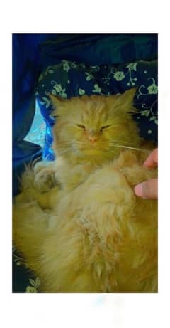 Persian male for sale heavy furr long coat