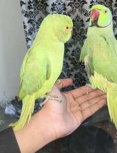 handtame ringneck pair  whatsapp 03222694451