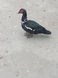 muscovy male duce