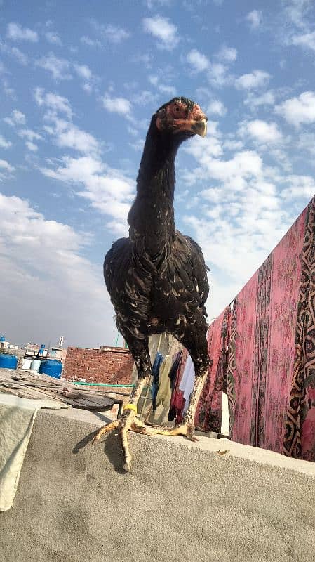 Black Shamo | Aseel | Shamo Black | oh Shamo | Fancy hens for sale 2