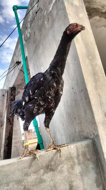 Black Shamo | Aseel | Shamo Black | oh Shamo | Fancy hens for sale 3