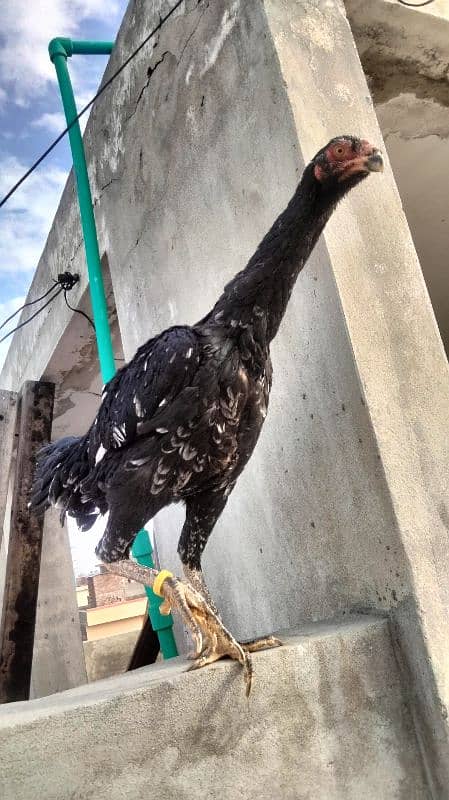 Black Shamo | Aseel | Shamo Black | oh Shamo | Fancy hens for sale 4