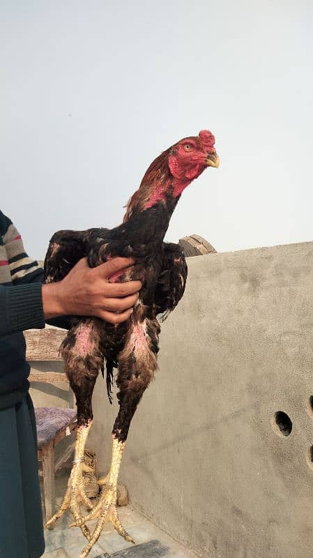 Black Shamo | Aseel | Shamo Black | oh Shamo | Fancy hens for sale 5