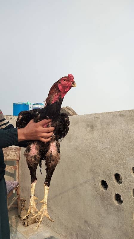 Black Shamo | Aseel | Shamo Black | oh Shamo | Fancy hens for sale 6