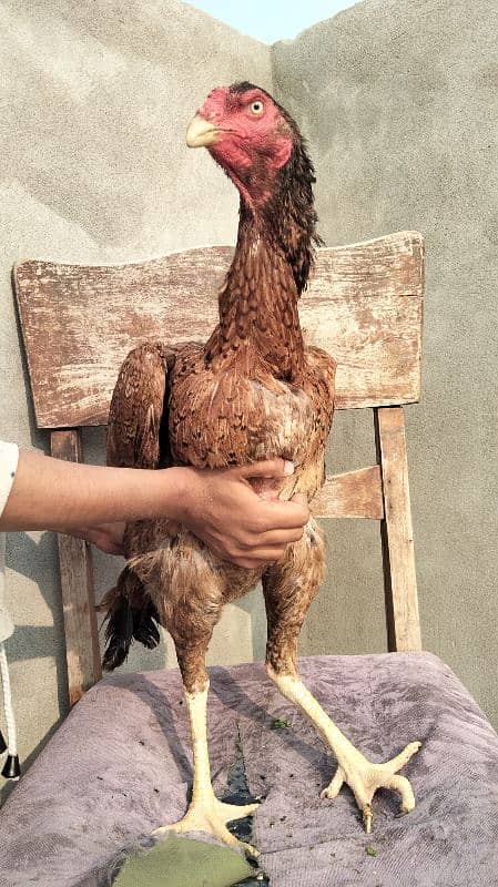 Black Shamo | Aseel | Shamo Black | oh Shamo | Fancy hens for sale 7