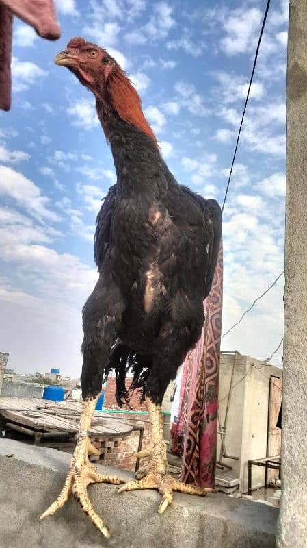 Black Shamo | Aseel | Shamo Black | oh Shamo | Fancy hens for sale 11