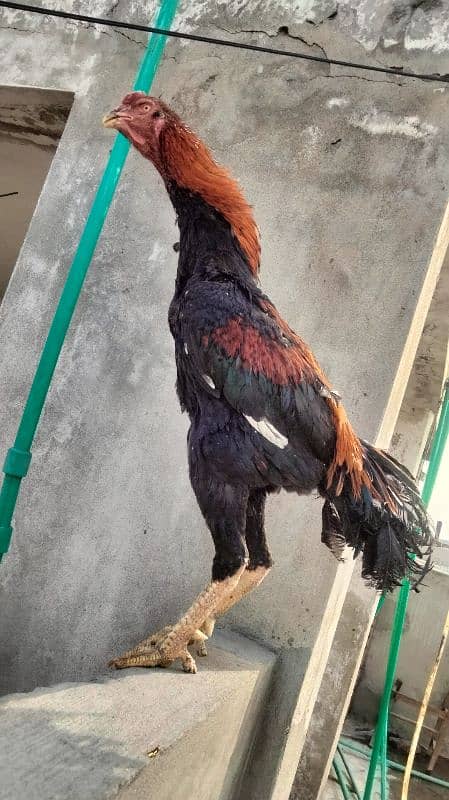 Black Shamo | Aseel | Shamo Black | oh Shamo | Fancy hens for sale 12