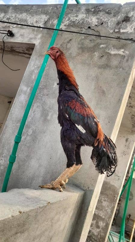 Black Shamo | Aseel | Shamo Black | oh Shamo | Fancy hens for sale 13