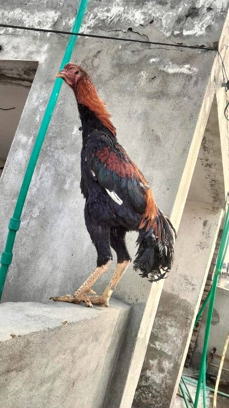 Black Shamo | Aseel | Shamo Black | oh Shamo | Fancy hens for sale 14