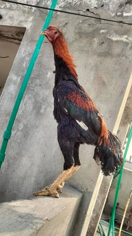 Black Shamo | Aseel | Shamo Black | oh Shamo | Fancy hens for sale 15