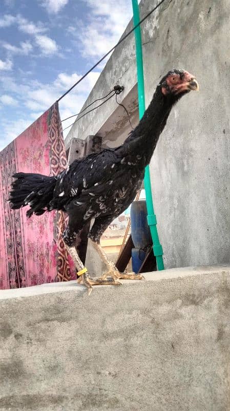 Black Shamo | Aseel | Shamo Black | oh Shamo | Fancy hens for sale 17