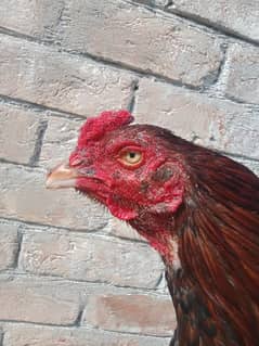 Murga for Sale/ High Quailty Murga/Hen For Sale