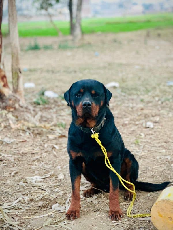 rottweiler. male . . . name Thug 1