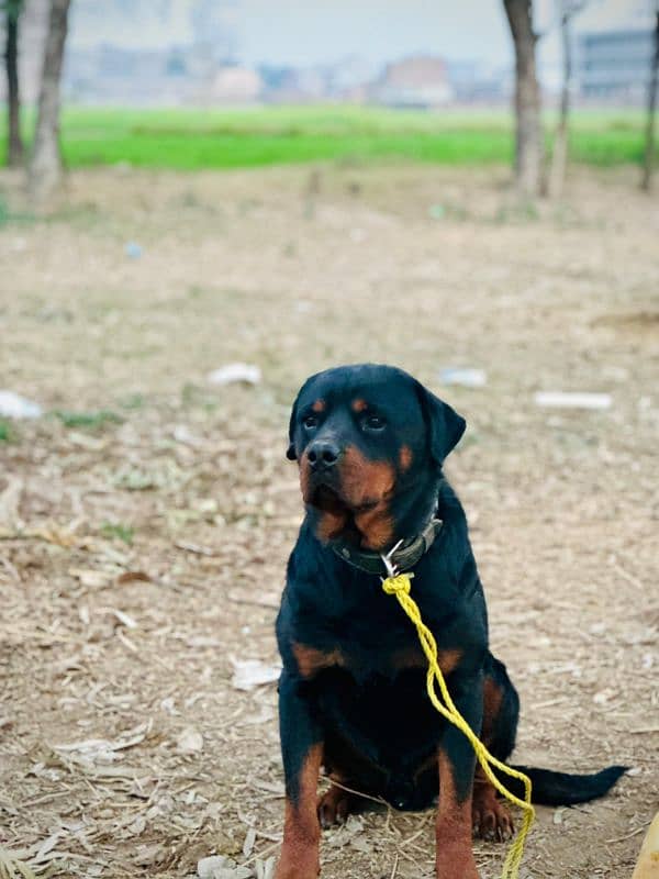 rottweiler. male . . . name Thug 2