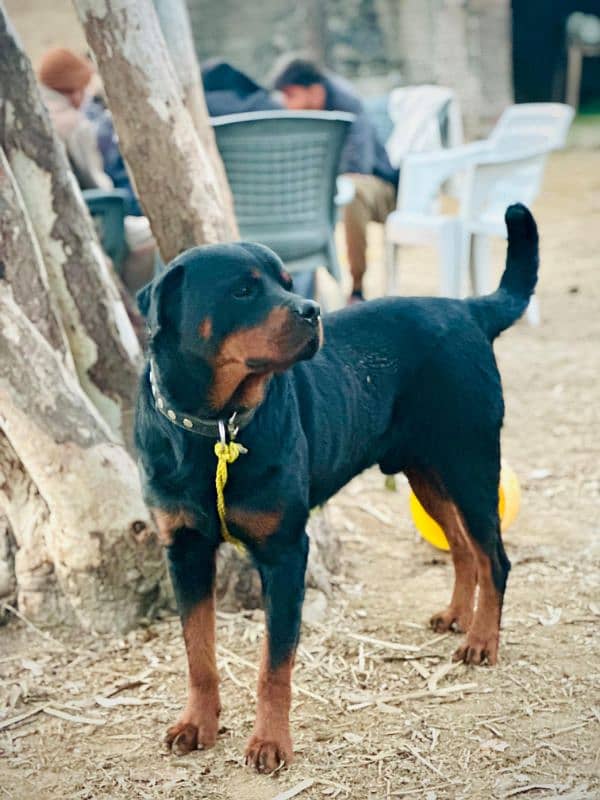 rottweiler. male . . . name Thug 3