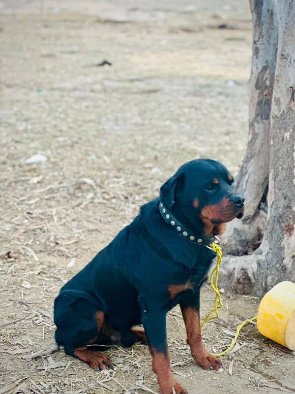 rottweiler. male . . . name Thug 4