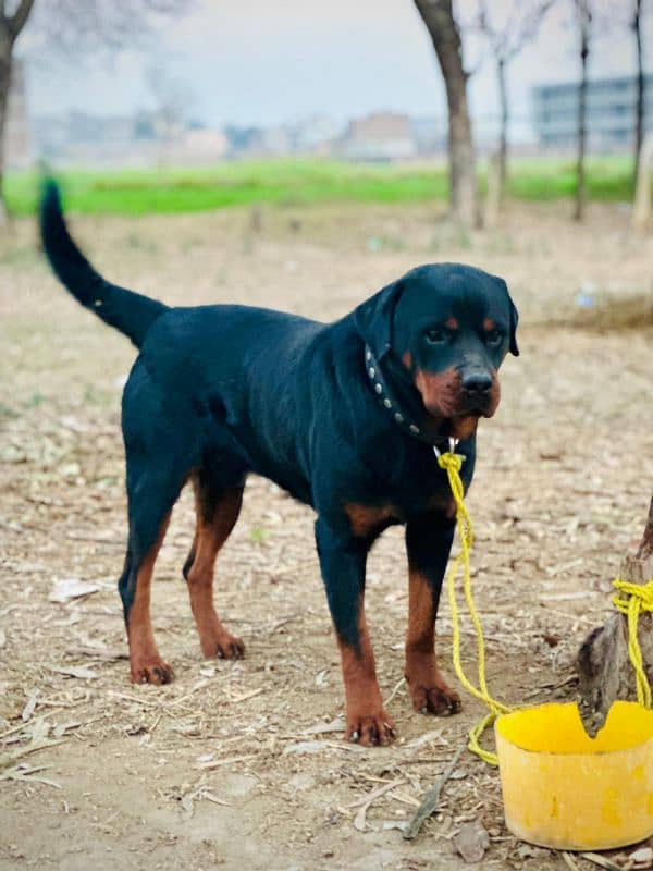 rottweiler. male . . . name Thug 5