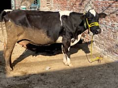 Fresian Cow For Sell