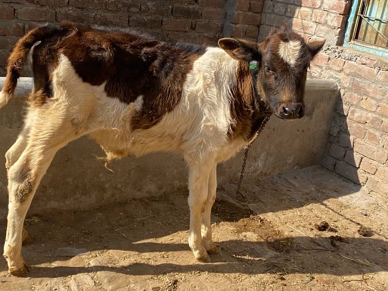 Fresian Cow For Sell 10