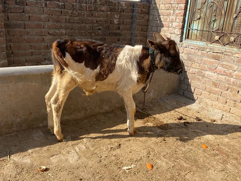 Fresian Cow For Sell 11