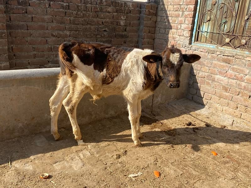 Fresian Cow For Sell 12