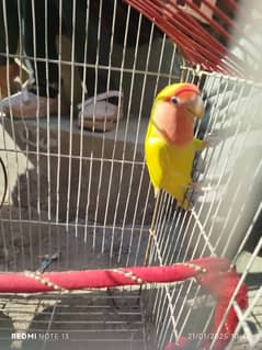 "Beautiful Pair of Lovebirds for Sale"