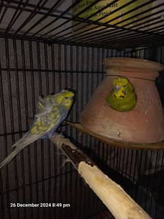 Lovebird / Hogo Budgies and cages