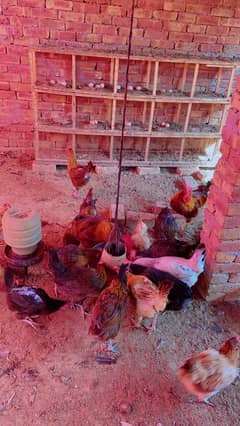 Desi hens