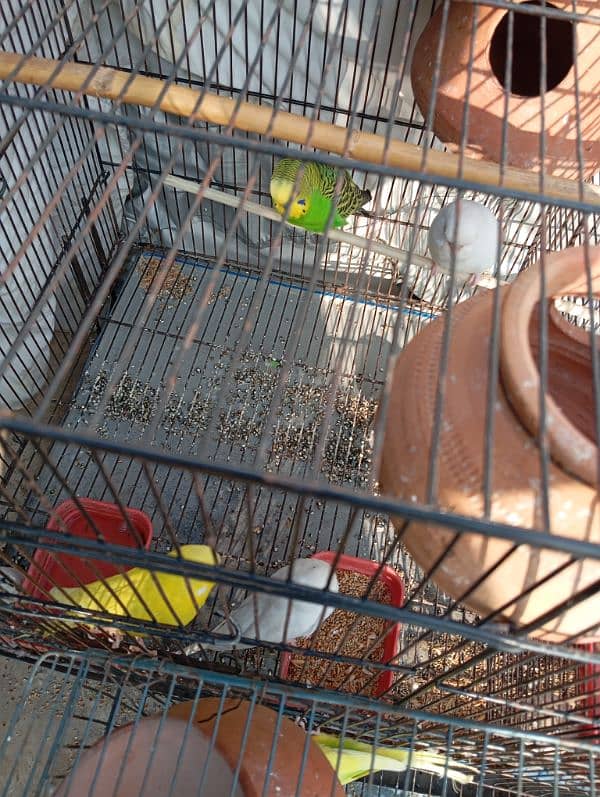 budgies 0