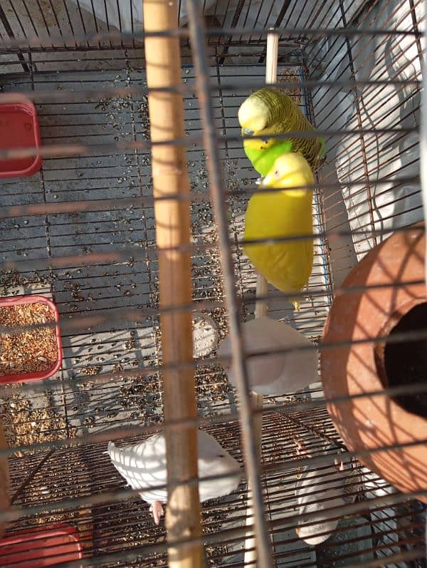 budgies 6