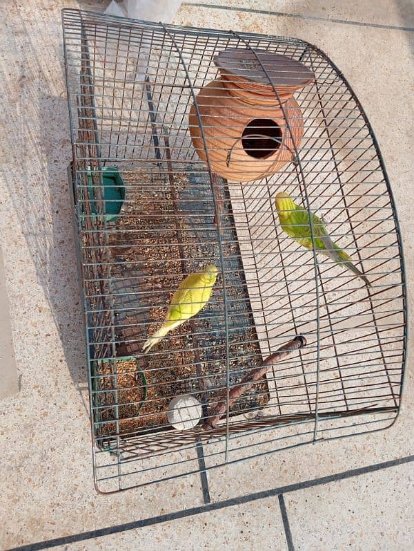 budgies 12