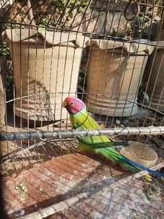 plum headed parrot for sale